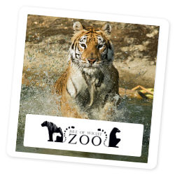 Wildheart Animal Sanctuary on the Isle of Wight